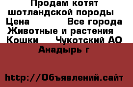 Продам котят шотландской породы › Цена ­ 2 000 - Все города Животные и растения » Кошки   . Чукотский АО,Анадырь г.